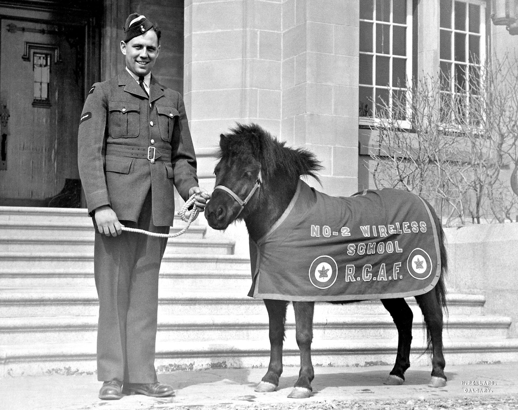 The Amazing Story Of Midget The Mascot For The Royal Canadian Airforce During World War Two